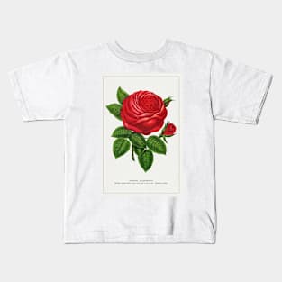 Red rose, General Jacquemont Flower Lithograph (1900) Kids T-Shirt